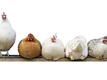 6 мифов о домашней курятине