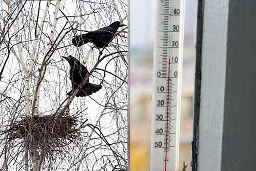 Последние перелетные птицы улетели из Новосибирска