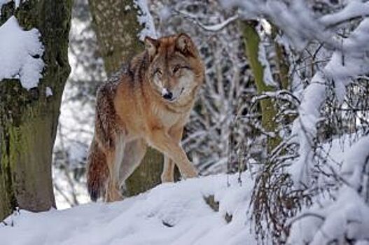 Любимый цвет – зелёный. Болевые точки Псковской области