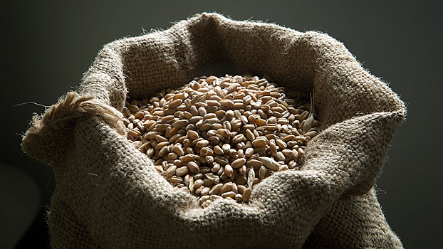 Данные платформы ООН: более 80% украинского зерна ушло в развитые страны