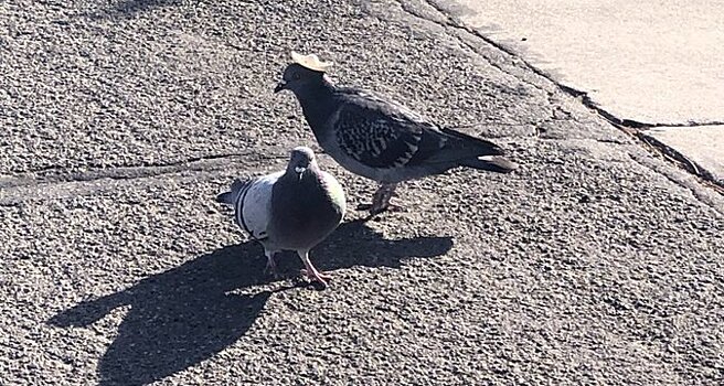 В Неваде обнаружили голубей в сомбреро