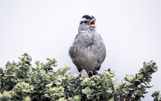 Пестициды приводят к анорексии у певчих птиц
