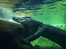 Крокодил попытался утащить ловившего рыбу мальчика