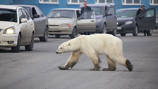 В Норильске поймали белую медведицу