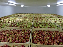 В Адыгее построят мощные холодильные установки для хранения фруктов и овощей