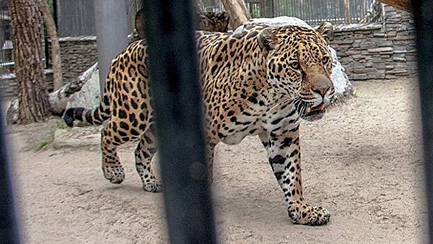 В российском зоопарке ягуар вырвался из вольера