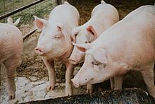 В России выявили очаг африканской чумы свиней