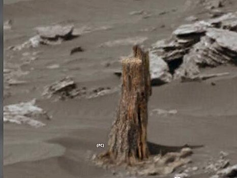Ученые обнаружили на Марсе «засохшее дерево»