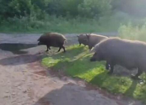 Огромные кабаны-хиппи напугали жителей Новосибирска