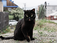 Черные кошки, пустые бутылки и плевки через левое плечо. Откуда берутся суеверия?