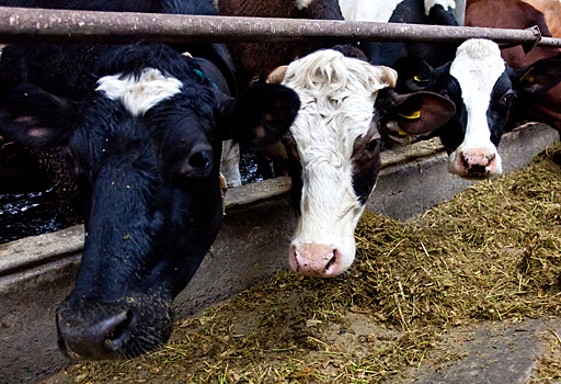 Канадские фермеры заявили о нехватке кормов для крупного рогатого скота