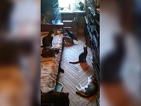 Московский зоопарк призвал жительницу Ростокина отдать 90 кошек волонтерам
