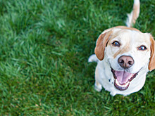 Собаки-терапевты: животные помогают слабослышащим детям в Петербурге
