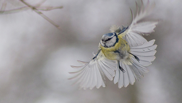 Эксперт разъяснил, превращает ли глобальное потепление птиц в жестоких убийц