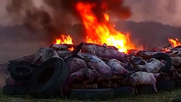 Во время пожара на ферме под Саратовом погибли 60 свиней