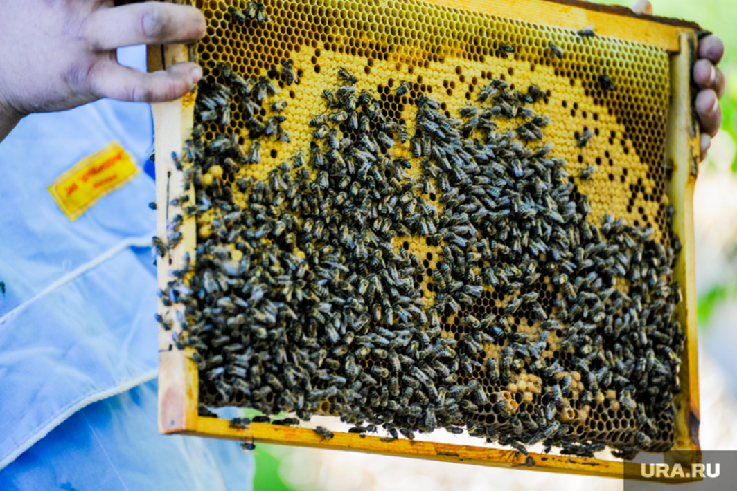 Соседские пчелы. Улей. Пчелы и мед. Пчёлы пасека. 5 Пчел.