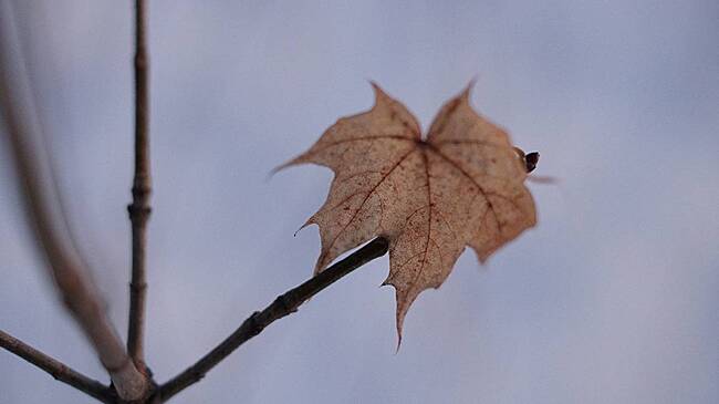 Волонтеры «ЛизаАлерт» назвали наиболее вероятную версию исчезновения Усольцевых