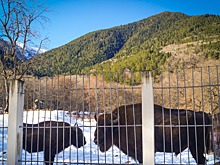 В Северной Осетии и Карачаево-Черкесии выросла популяция кавказских зубров