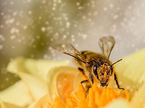 В Крыму из-за химикатов массово гибнут пчёлы