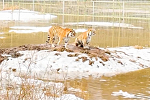 В Подмосковье эвакуировали тигров из затопленного приюта хищных животных
