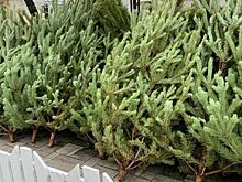 В Белгородской области елочные базары начнут торговлю с 15 декабря