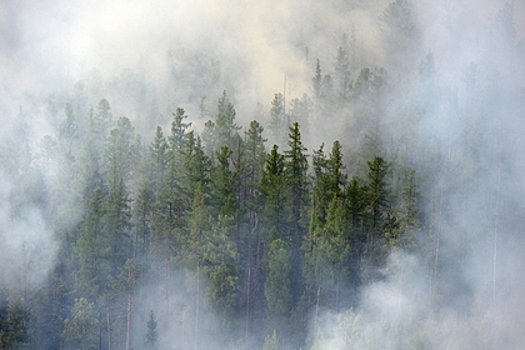 В России ликвидировали 53 лесных пожара за сутки