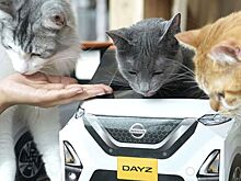 Nissan рекламирует новый автомобиль с помощью домиков для котов