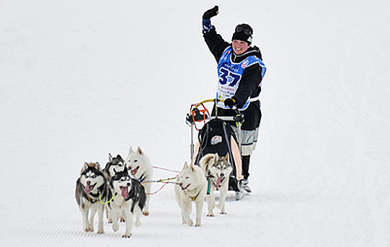 На Камчатке стартовала гонка на собачьих упряжках "Берингия"