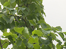 В областном центре на ул. Куйбышева высадили 48 каштанов и лип