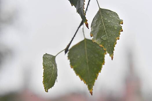 В Москве зафиксировали самую холодную ночь за два месяца