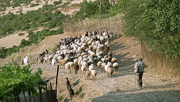 Пастуху из Дагестана не дают паспорт РФ