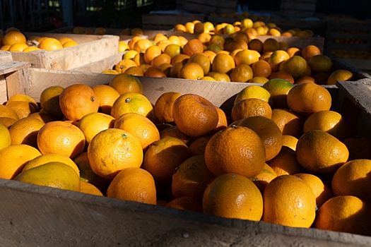 Эксперт Абрамов: Резкого скачка цен на мандарины к Новому году не ожидается