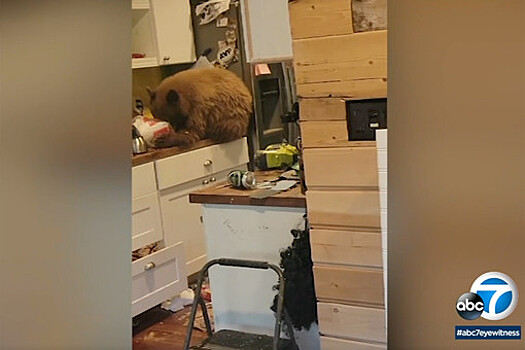 Американец обнаружил на кухне медведя, поедающего курицу из KFC