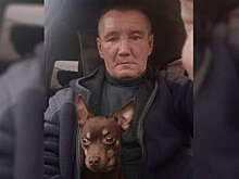 Таксист из Липецка покорил пассажиров своей маленькой собакой