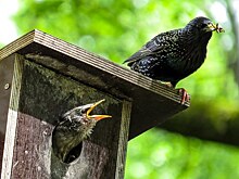 Эко-акция «Скворечник» пройдет в Джамгаровском парке