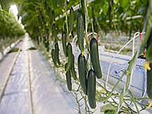 ИФК «Энерго» начала теплоотдачу