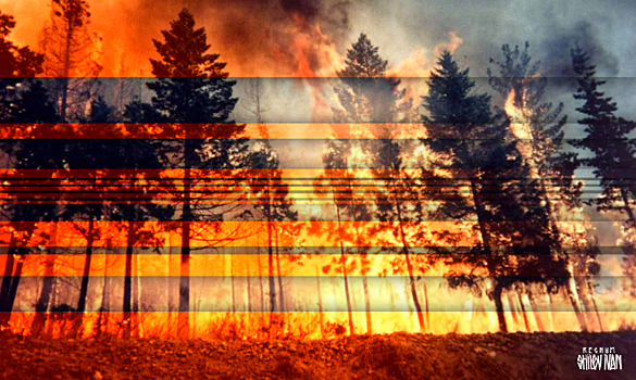В Якутии разгорается коррупционный скандал с лесными пожарами