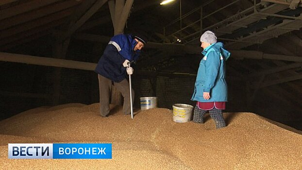 На элеваторе в Воронежской области чистое зерно смешивали с мусором