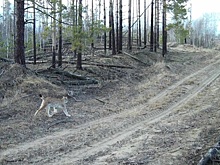 В рязанском лесу заметили рысь и волка