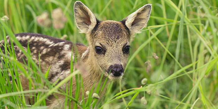 Детеныша косули спасли из пожара в Казахстане