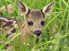 Детеныша косули спасли из пожара в Казахстане
