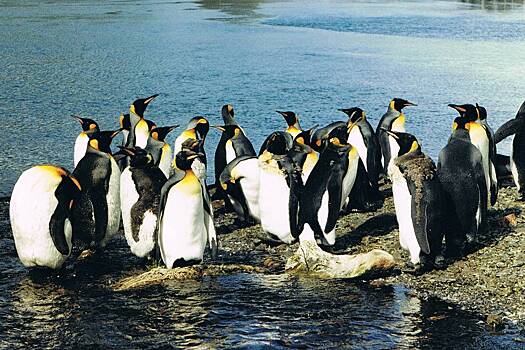 Населенные пингвинами острова оказались поставщиками машин в США