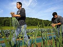 Назван простой продукт, который лечит от рака, чистит кишечник и омолаживает организм