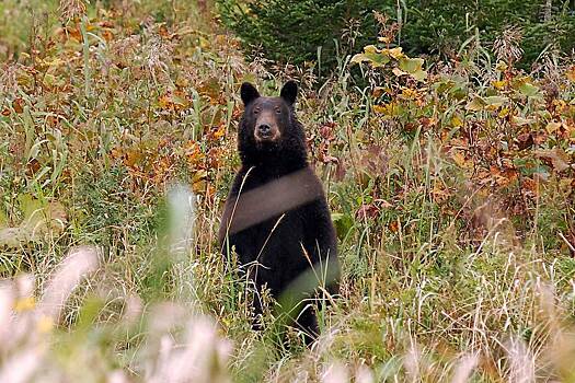 Женскую голову со следами укусов нашли в российском регионе