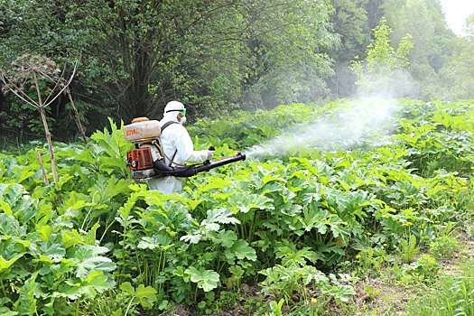 Госдума приняла закон о борьбе с борщевиком