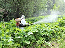 Госдума приняла закон о борьбе с борщевиком