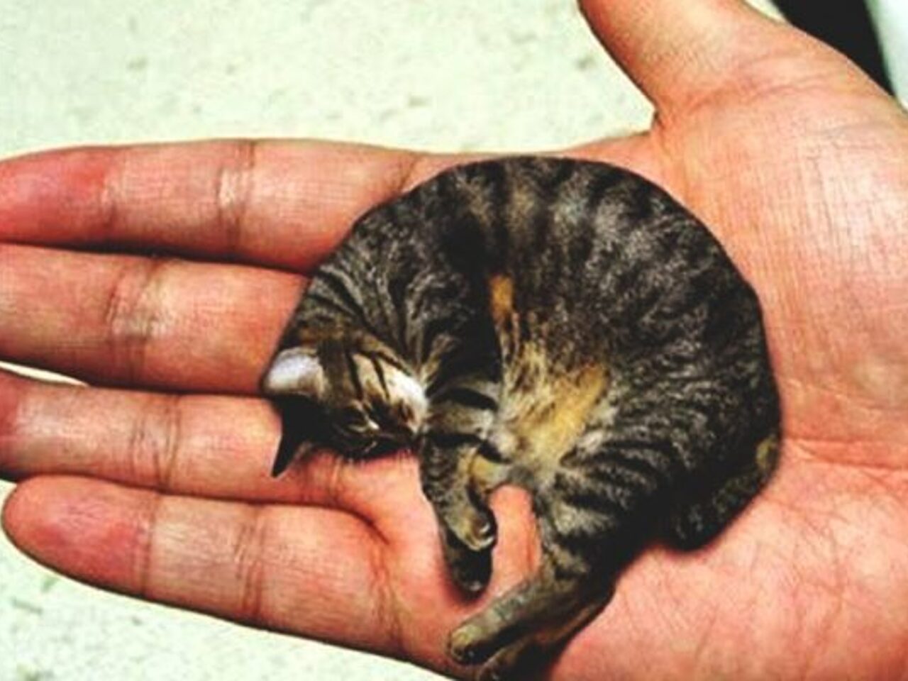 Микро кошки. Мистер Пиблз кошка. Гималайский Тинкер той. Самая маленькая кошечка в мире. Тинкер той кот самый маленький.