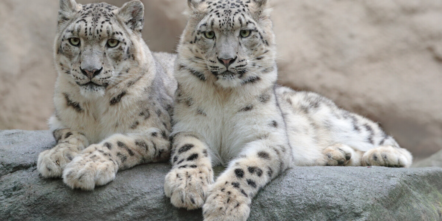 численность населения в районах республики алтай. алтай численность населения. численность населения алтайского края на 2021. этнический состав республики алтай. ключи алтайский край численность.