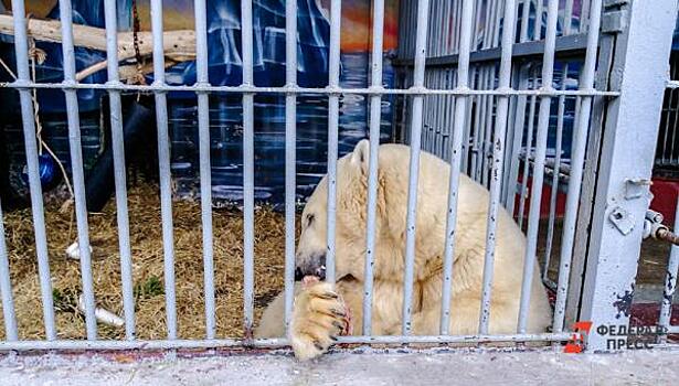 В прокуратуре прокомментировали требование закрыть пермский зоопарк