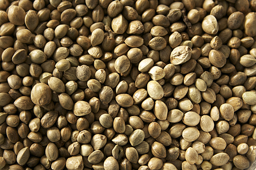 9 полезных эффектов от семян конопли